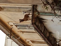 Berger malinois