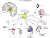 Cours de soutien sciences naturelles