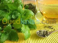 الجلفة-الجزائر-خدمات-pharmacie