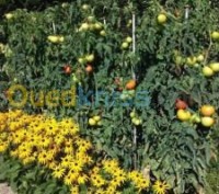 الجزائر-وسط-خدمات-jardinage