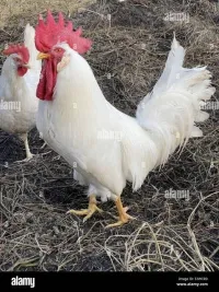 Coq Leghorn
