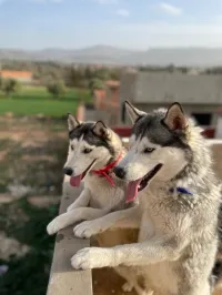 Couple Chiens husky sibérien 
