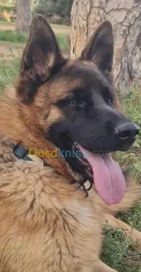 Berger allemand PDG