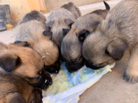 chien-chiot-malinois-x-berger-allemand-tlemcen-algerie