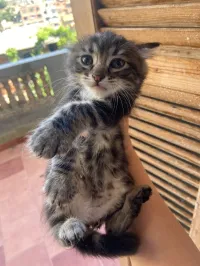 Chat croisé siamois 