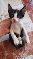 chat-chatons-pour-adoption-gratuit-bejaia-algerie