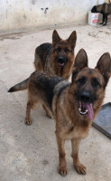 chien-2-femelle-berger-allemand-iflissen-tizi-ouzou-algerie