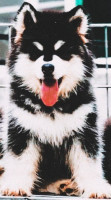 chien-husky-malamute-hydra-alger-algerie