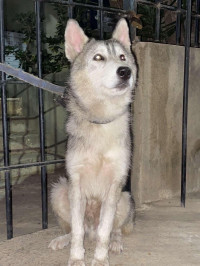 chien-husky-male-4-mois-prsq-5-chari-yedih-direct-salem-merci-kouba-alger-algerie