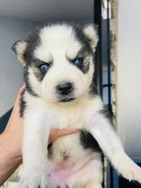 Husky malamute top mâle et femelle disponible