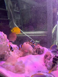Aquarium eau de mère 