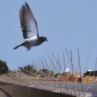 nettoyage-jardinage-pics-anti-pigeons-50cm-alger-centre-algerie