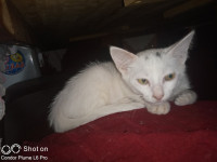 chat-chaton-angora-femelle-25-mois-alger-centre-algerie