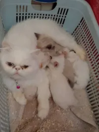 Chatons Persan Himalayan 40 jours pour réservation 