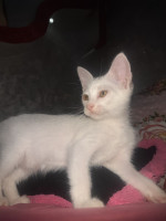 chat-angora-turk-blanche-femelle-de-25-mois-alger-centre-algerie