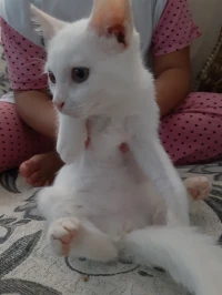 Chat angora Turk femelle 2,5 mois 