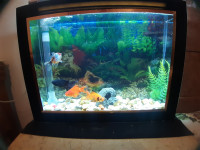 poisson-aquarium-plasma-avec-poissons-et-accessoires-complet-alger-centre-algerie