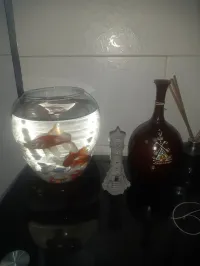 Aquarium Bocal avec 2 Poissons Rouges 