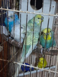 Lot de 10 Perruches avec 2 grandes cages et 4 nids 