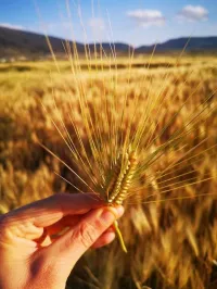 Vente Terrain Agricole Tébessa Bekkaria 