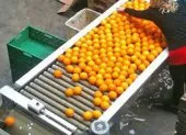 calibreuse pour fruit, legumes