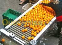 blida-algerie-services-calibreuse-pour-fruit-legumes