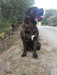 cane corso