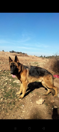 chien-berger-allemand-08mois-bir-el-djir-oran-algerie