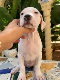 Vente chiot dog argentin 