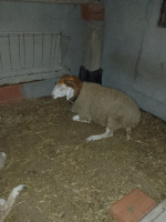 animaux-de-ferme-كبش-mouton-saoula-alger-algerie