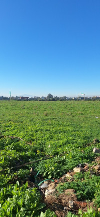 terrain-vente-boumerdes-hammedi-algerie