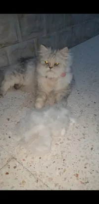 Chinchilla