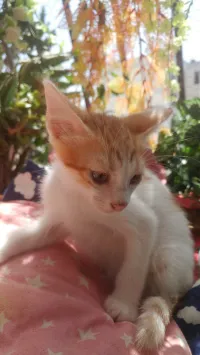 Offre chatons de race croisée type angora turque et de type Isabelle pour adoption  