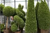 Gazon Plante Arbre Arbuste Palmies