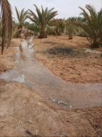 terrain-agricole-vente-ouargla-ain-beida-algerie