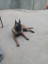 كلبة مالينوا 
