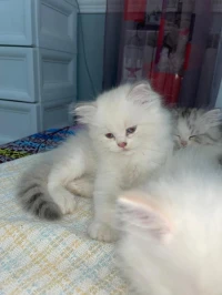 Chats persans 