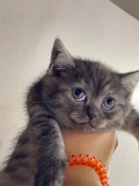 Deux femelles scottish fold