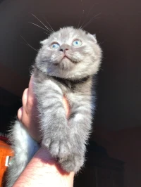 Deux femelles scottish fold(double folded ears) et british shorthair