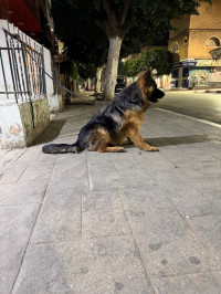 chien-berger-allemand-pedigree-confirmer-birtouta-alger-algerie