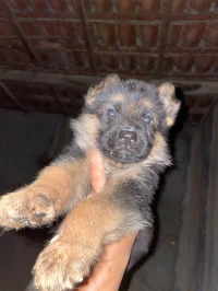 Berger allemand incliné 