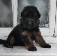 كلاب-male-chiot-berger-allemand-incline-marka-haja-toop-de-top-براقي-الجزائر