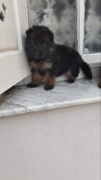 dog-les-chiot-berger-allemand-incline-haja-toop-de-baraki-alger-algeria