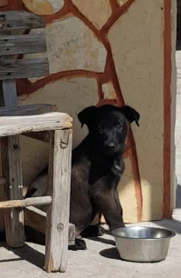 Chiot malinois 