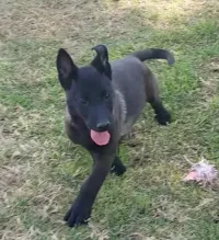 Chiot malinois charbonnie 
