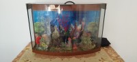 تحف-و-مقتنيات-aquarium-بوروبة-الجزائر