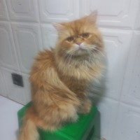 cats-chats-persans-a-vendre-ain-mlila-oum-el-bouaghi-algeria
