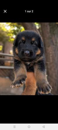dog-le-chiot-berger-allemand-est-une-bonne-race-جراوة-بارجي-حاجة-مشاء-الله-العمر-شهر-ain-naadja-alger-algeria