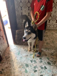 Husky