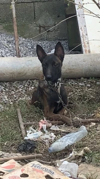 Femelle malinois